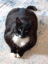 Lost Male Cat last seen McNary Highschool area Keizer OR, Keizer, OR 97307