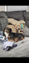 Lost Male Dog last seen Between Wade Funderburk Road and Liberty Hill Church Road on Highway 207, Pageland, SC 29728