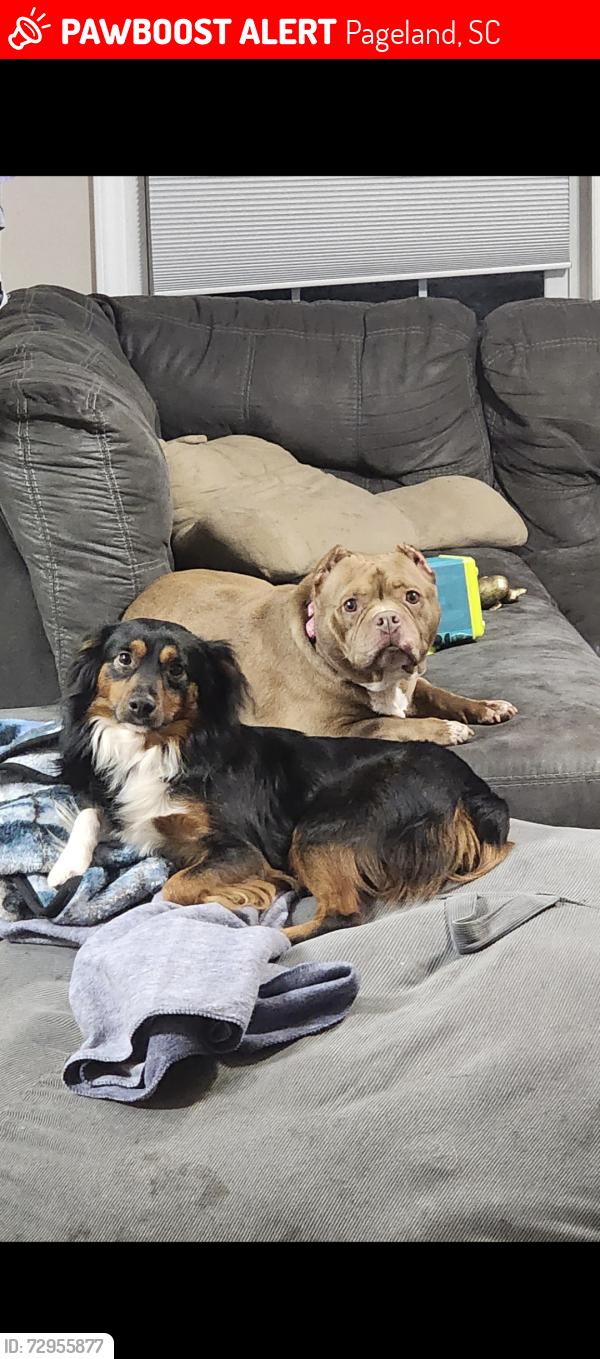 Lost Male Dog last seen Between Wade Funderburk Road and Liberty Hill Church Road on Highway 207, Pageland, SC 29728