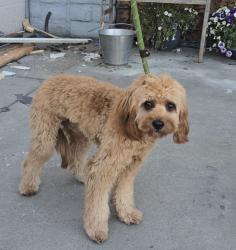 Reunited Male Dog last seen Near block and Amethyst St, Redondo Beach, CA 90277