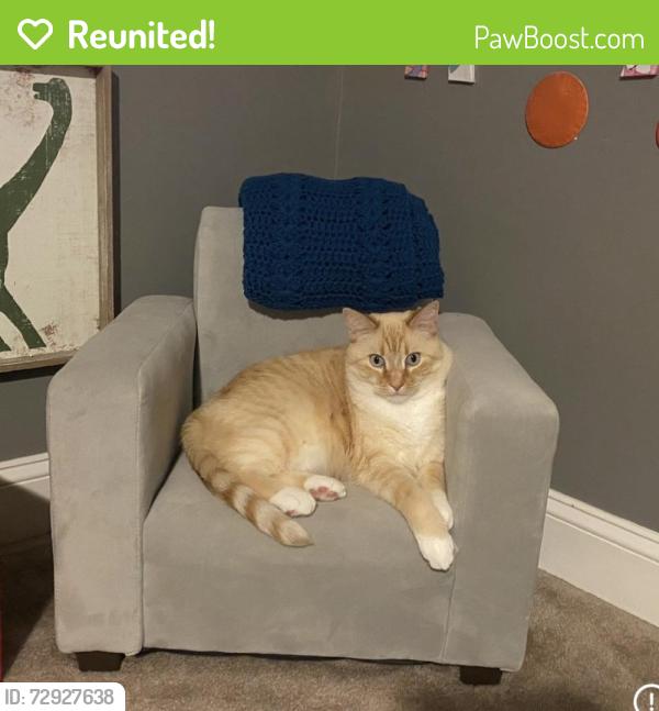 Reunited Male Cat last seen Near 65th Ct Burlington WI, Burlington, WI 53105