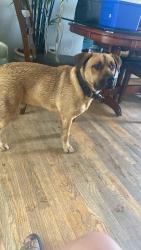 Found/Stray Male Dog last seen Near Sable Blvd. and 6th Ave., Aurora, Aurora, CO 80011