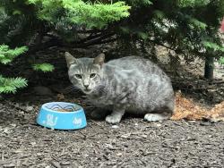 Found/Stray Unknown Cat last seen It is 60614 not 47, Chicago, IL 60647