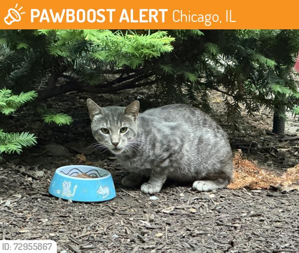 Found/Stray Unknown Cat last seen It is 60614 not 47, Chicago, IL 60647