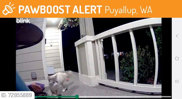 Found/Stray Unknown Cat last seen 136th and 122nd, Puyallup, WA 98374