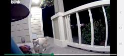 Found/Stray Unknown Cat last seen 136th and 122nd, Puyallup, WA 98374
