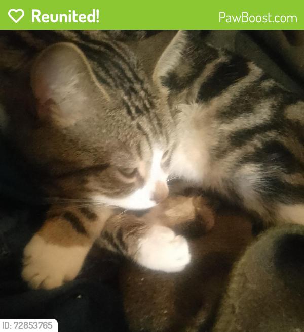 Reunited Male Cat last seen St Johns chapel  and St Kevin's primary school, Belfast, Northern Ireland BT14