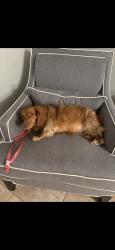 Lost Female Dog last seen Near st peters howell rd, St. Peters, MO 63376