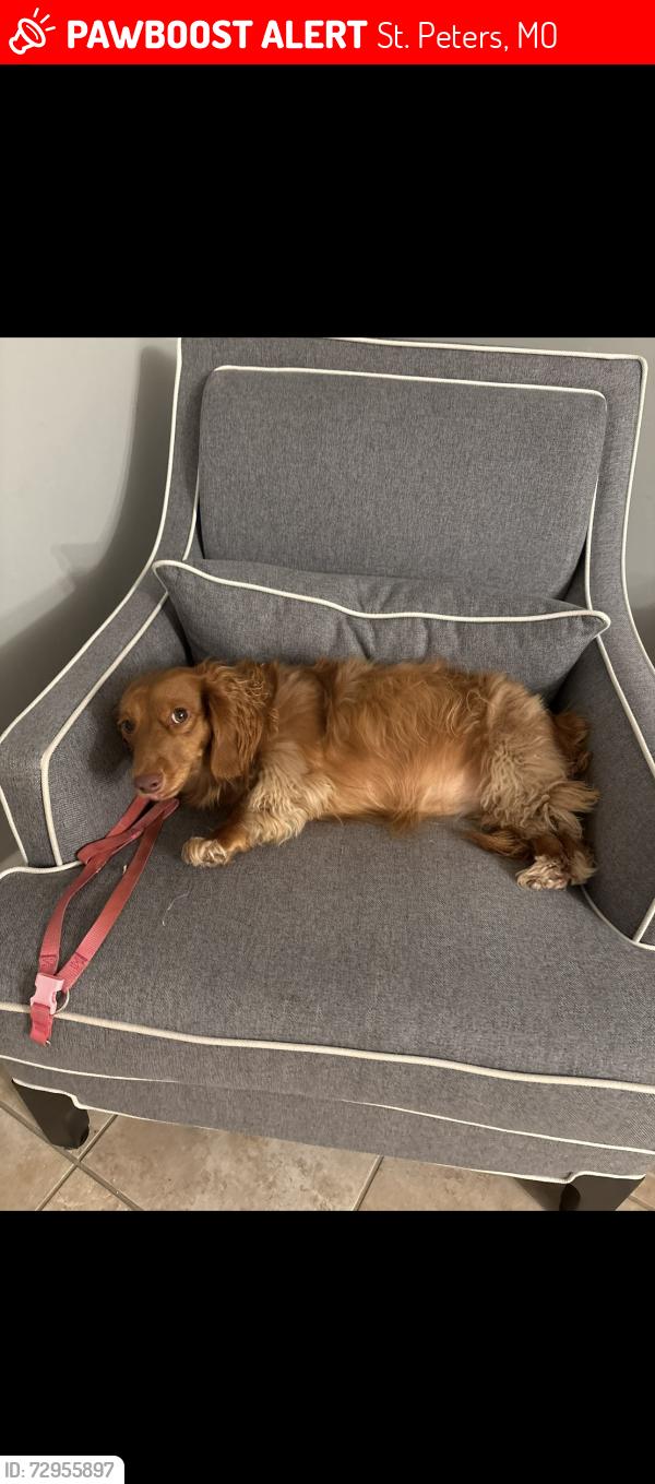 Lost Female Dog last seen Near st peters howell rd, St. Peters, MO 63376