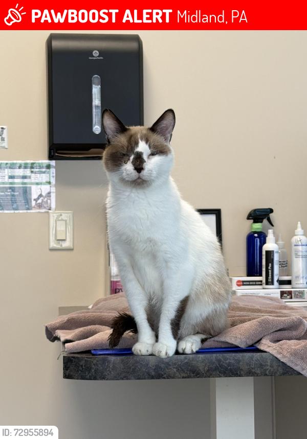 Lost Male Cat last seen Midland post office, Midland, PA 15059