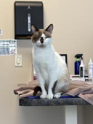 Lost Male Cat last seen Midland post office, Midland, PA 15059
