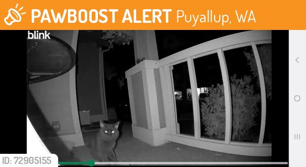 Found/Stray Unknown Cat last seen 136th and 122nd, Puyallup, WA 98374