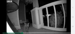Found/Stray Unknown Cat last seen 136th and 122nd, Puyallup, WA 98374