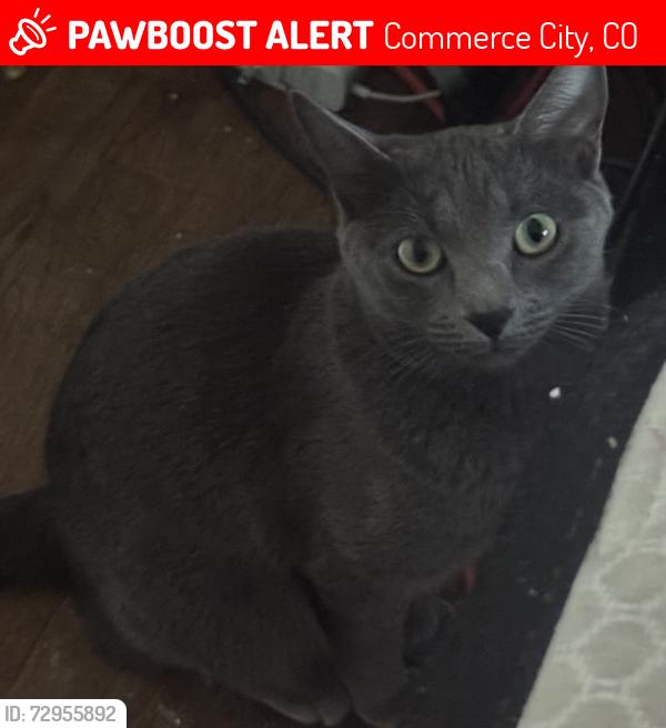 Lost Female Cat last seen My home but never came home for weeks, Commerce City, CO 80022