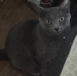 Lost Female Cat last seen My home but never came home for weeks , Commerce City, CO 80022