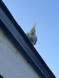 Reunited Unknown Bird last seen Carl Thornton Park, Santa Ana, CA 92704