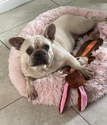 Lost Female Dog last seen Partridge/pelham Rd and Alabama , Lehigh Acres, FL 33974