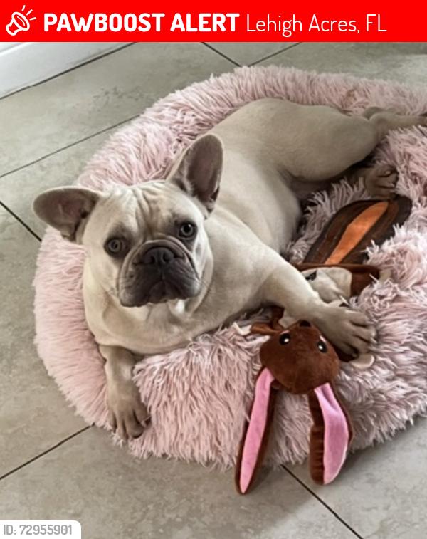 Lost Female Dog last seen Partridge/pelham Rd and Alabama , Lehigh Acres, FL 33974