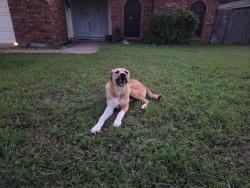 Reunited Unknown Dog last seen Near woodfield drive, Arlington, TX 76016