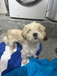 Found/Stray Female Dog last seen SW 57th Ave and SW 2nd Terrace, Miami, FL 33144