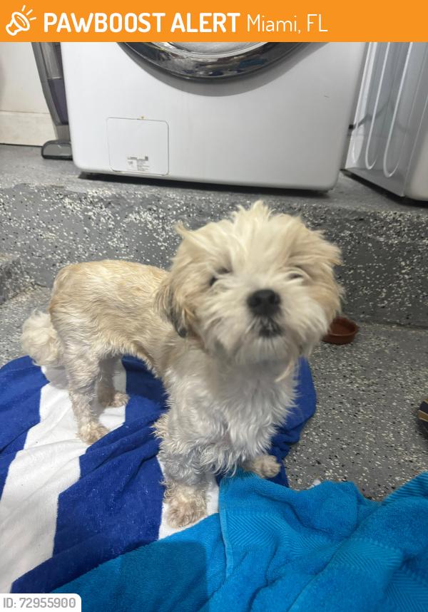 Found/Stray Female Dog last seen SW 57th Ave and SW 2nd Terrace, Miami, FL 33144