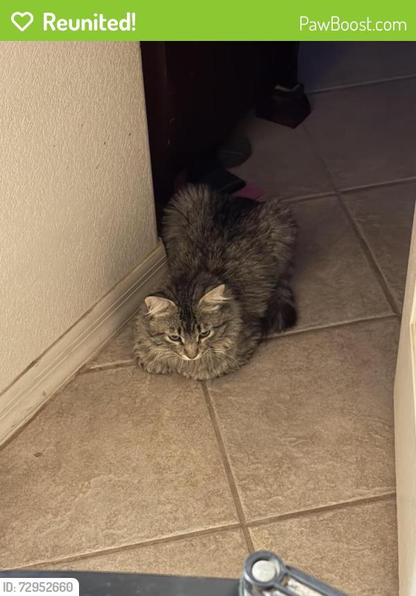 Reunited Male Cat last seen E. 24th Pl and Universe , Fortuna Foothills, AZ 85367