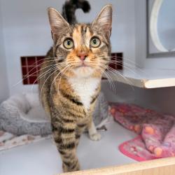 Shelter Stray Female Cat last seen , Philadelphia, PA 19140