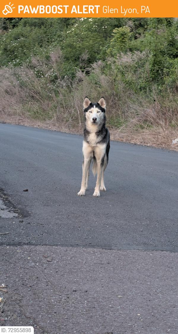 Found/Stray Female Dog last seen E main street and first Street in Glen Lyon, Glen Lyon, PA 18617