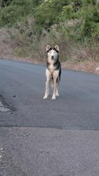 Found/Stray Female Dog last seen E main street and first Street in Glen Lyon, Glen Lyon, PA 18617