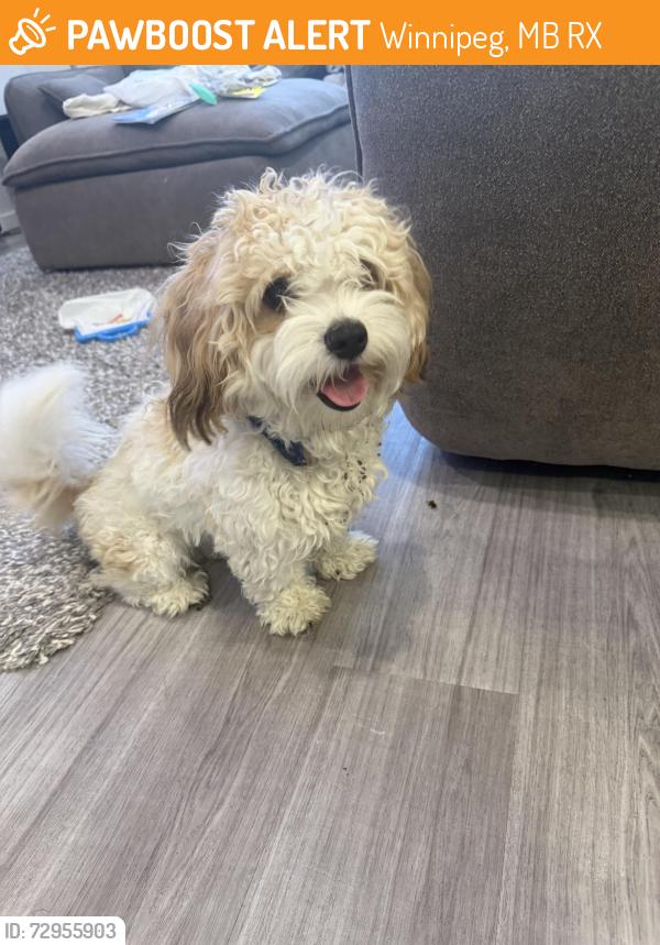 Found/Stray Male Dog last seen Sage creek, Winnipeg, MB R3X