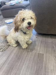 Found/Stray Male Dog last seen Sage creek, Winnipeg, MB R3X