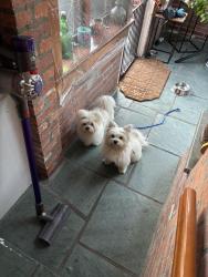 Found/Stray Unknown Dog last seen Near street & 86 Road , Queens, NY 11361