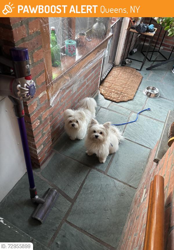 Found/Stray Unknown Dog last seen Near street & 86 Road , Queens, NY 11361