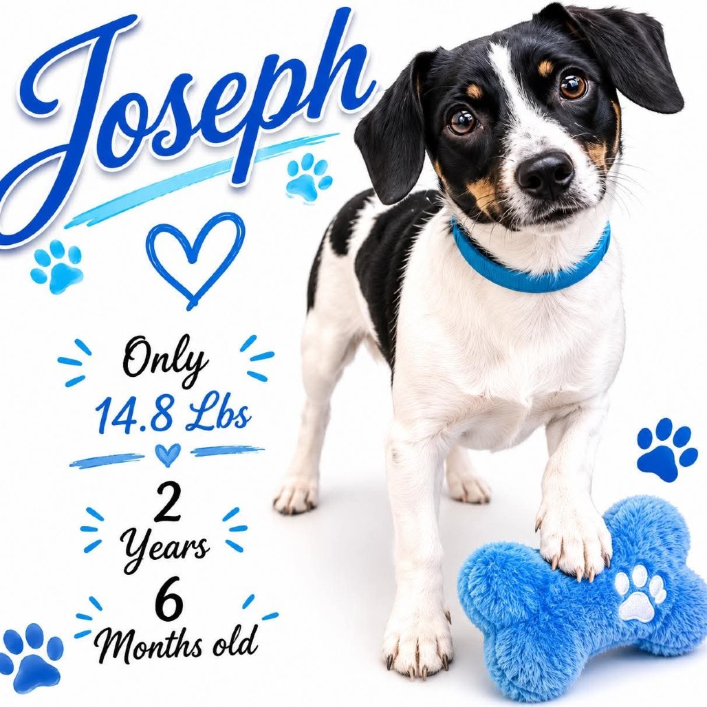 Shelter Stray Male Dog last seen , Memphis, TN 38133