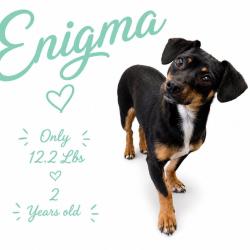 Shelter Stray Female Dog last seen , Memphis, TN 38133
