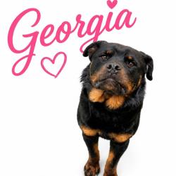 Shelter Stray Female Dog last seen , Memphis, TN 38133