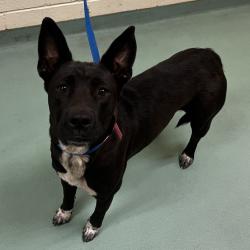 Shelter Stray Female Dog last seen , Memphis, TN 38133