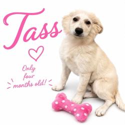 Shelter Stray Female Dog last seen , Memphis, TN 38133
