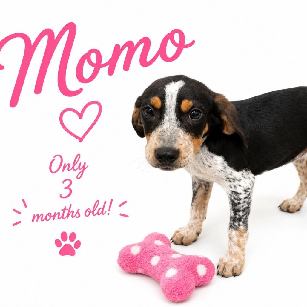 Shelter Stray Female Dog last seen , Memphis, TN 38133