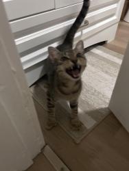 Found/Stray Female Cat last seen 5th and Queen , Wilmington, NC 28401
