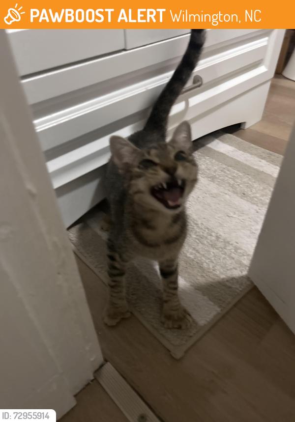 Found/Stray Female Cat last seen 5th and Queen , Wilmington, NC 28401