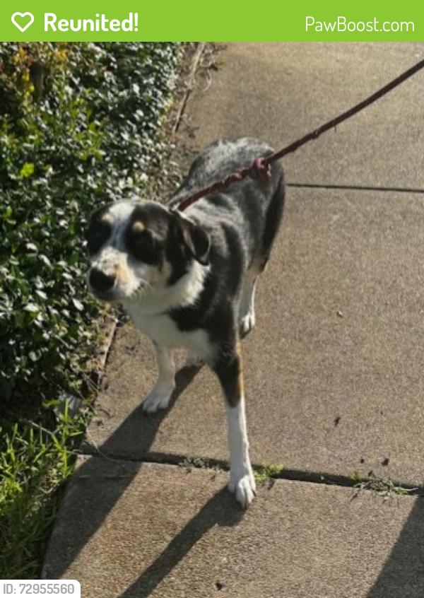 Reunited Female Dog last seen Coit & Rolling Hills, Dallas, TX 75240