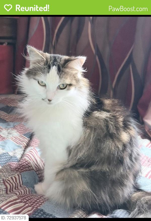 Reunited Female Cat last seen Near Lindbergh St, Wyandotte, MI 48192, USA, Wyandotte, MI 48192