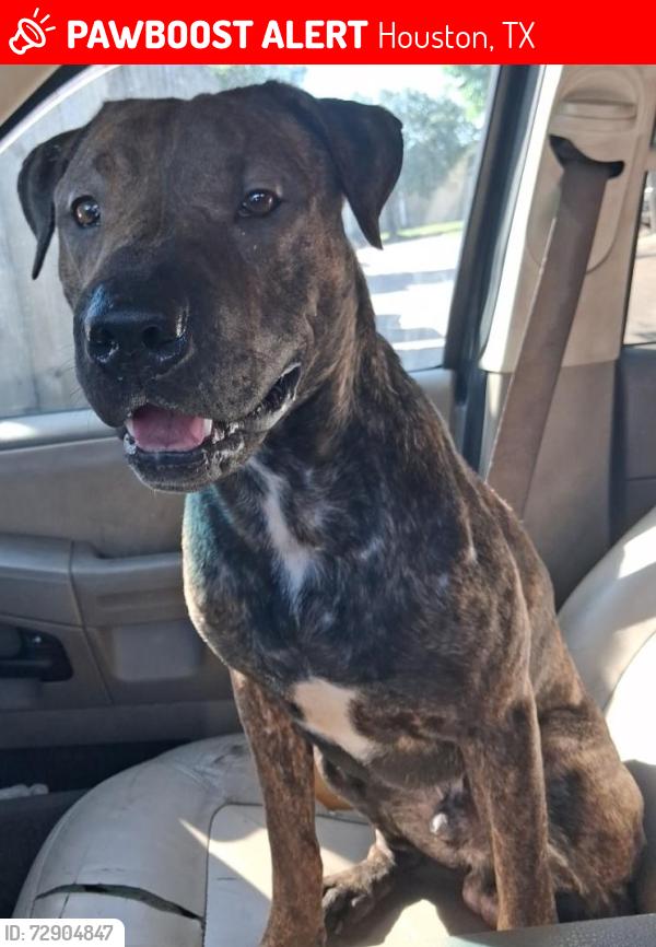Lost Male Dog last seen Near Evelyn S Thompson elementary School , Houston, TX 77060