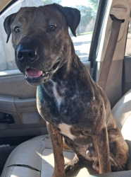 Lost Male Dog last seen Near Evelyn S Thompson elementary School , Houston, TX 77060