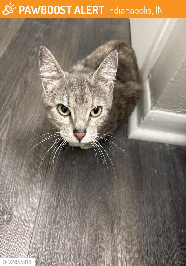 Found/Stray Female Cat last seen Westlane and Michigan, Indianapolis, IN 46260