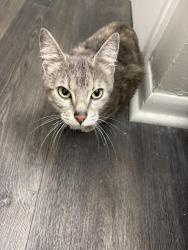 Found/Stray Female Cat last seen Westlane and Michigan, Indianapolis, IN 46260