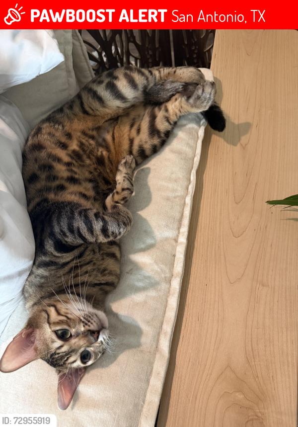 Lost Male Cat last seen Thistle Place, San Antonio, TX 78222