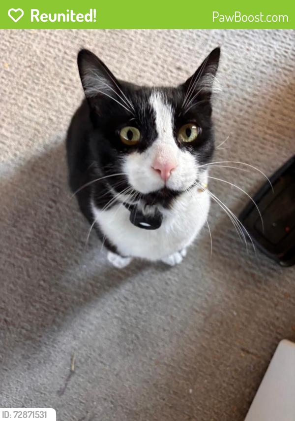 Reunited Unknown Cat last seen hses , Mission Viejo, CA 92692