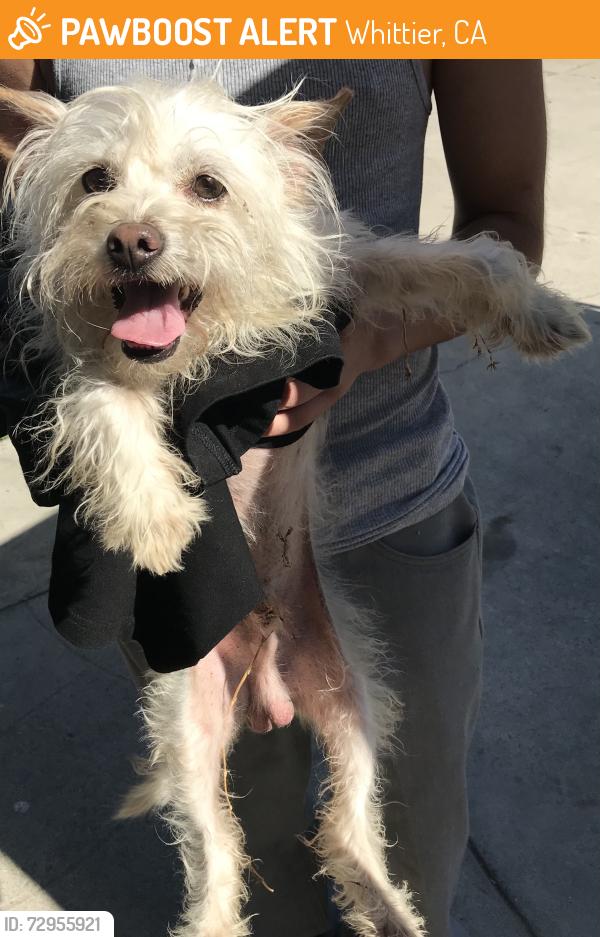 Found/Stray Female Dog last seen Beaty, Whittier, CA 90605